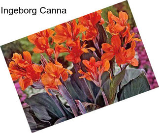 Ingeborg Canna