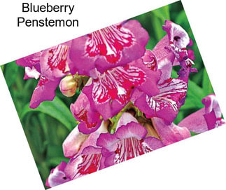 Blueberry Penstemon