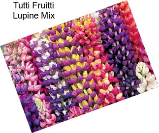 Tutti Fruitti Lupine Mix