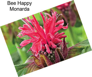 Bee Happy Monarda