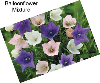 Balloonflower Mixture