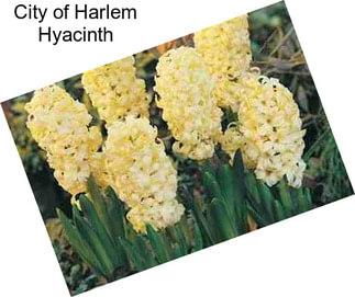 City of Harlem Hyacinth