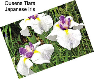 Queens Tiara Japanese Iris