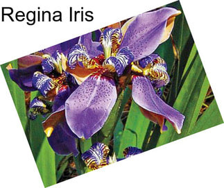 Regina Iris