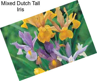 Mixed Dutch Tall Iris