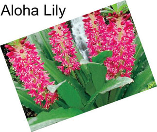 Aloha Lily