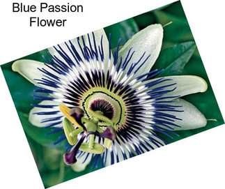 Blue Passion Flower