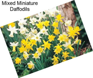 Mixed Miniature Daffodils