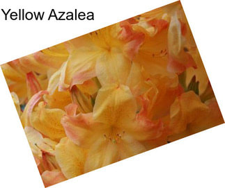 Yellow Azalea