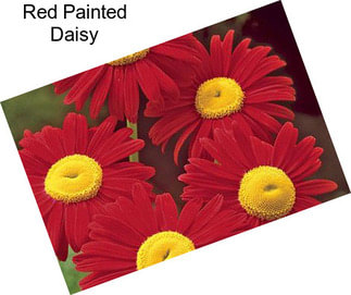 Red Painted Daisy