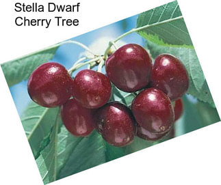Stella Dwarf Cherry Tree