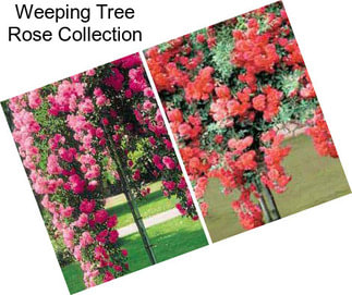 Weeping Tree Rose Collection