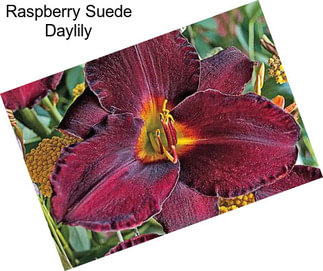 Raspberry Suede Daylily