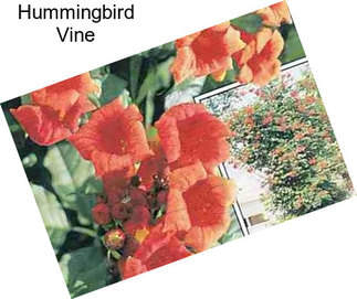 Hummingbird Vine