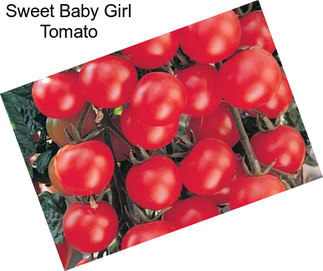 Sweet Baby Girl Tomato