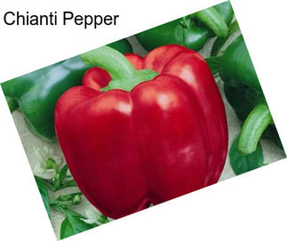 Chianti Pepper