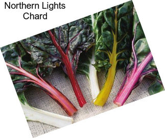 Northern Lights Chard