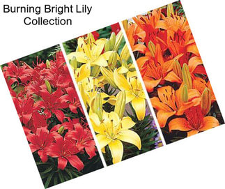 Burning Bright Lily Collection