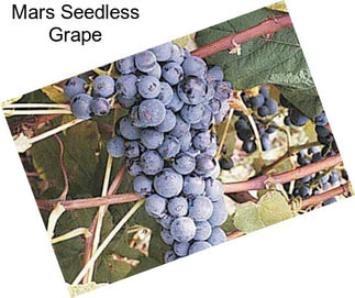 Mars Seedless Grape