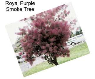 Royal Purple Smoke Tree