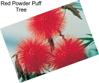 Red Powder Puff Tree