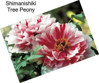 Shimanishiki Tree Peony