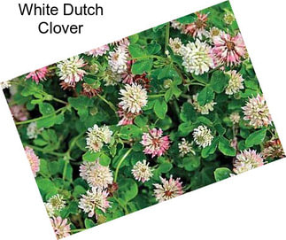 White Dutch Clover