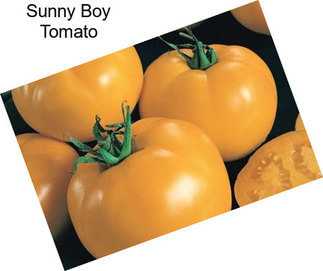 Sunny Boy Tomato