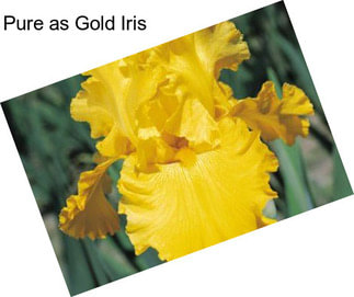 Pure as Gold Iris