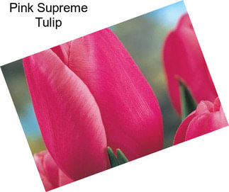 Pink Supreme Tulip