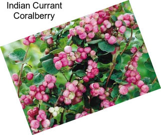 Indian Currant Coralberry