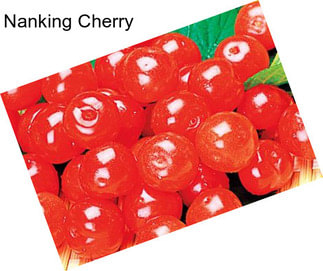 Nanking Cherry