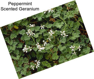 Peppermint Scented Geranium