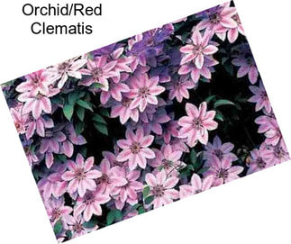 Orchid/Red Clematis