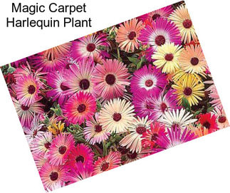 Magic Carpet Harlequin Plant