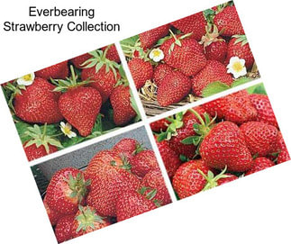 Everbearing Strawberry Collection