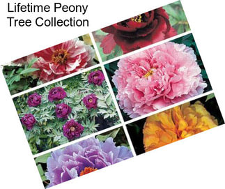 Lifetime Peony Tree Collection