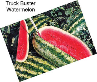 Truck Buster Watermelon