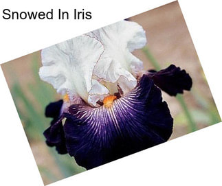 Snowed In Iris