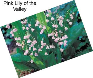 Pink Lily of the Valley