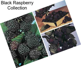 Black Raspberry Collection