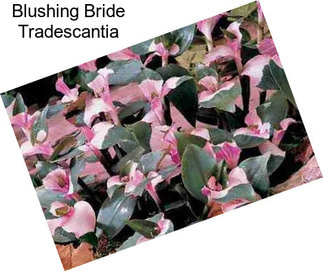 Blushing Bride Tradescantia