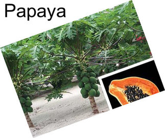 Papaya