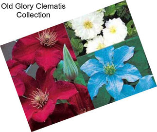 Old Glory Clematis Collection