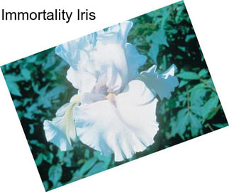 Immortality Iris