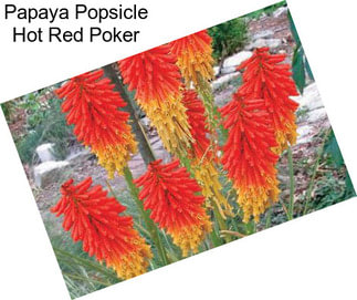 Papaya Popsicle Hot Red Poker