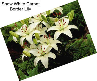 Snow White Carpet Border Lily