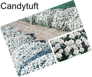 Candytuft