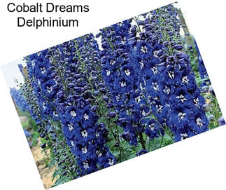 Cobalt Dreams Delphinium