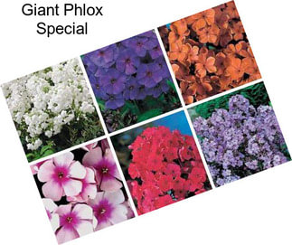 Giant Phlox Special